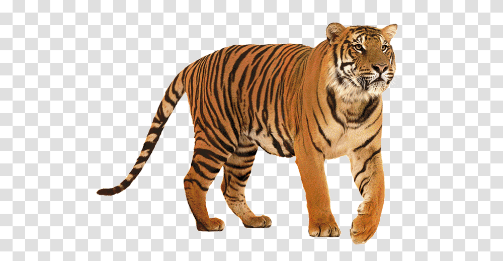 Tiger Images Tiger, Wildlife, Mammal, Animal, Zebra Transparent Png