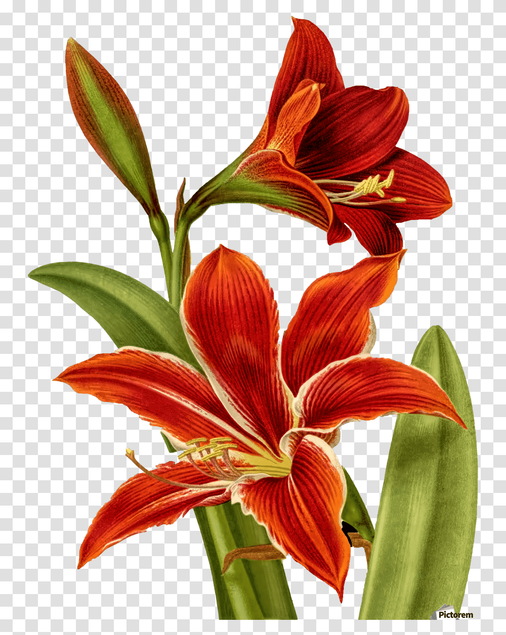 Tiger Lily Clipart Sweet Good Morning With Flowers, Plant, Blossom, Amaryllis, Petal Transparent Png