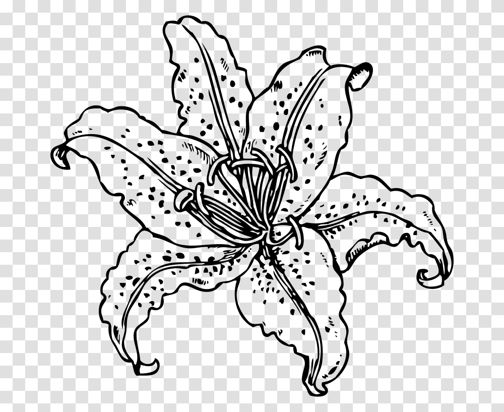 Tiger Lily Cliparts Lily Flower Outline, Gray, World Of Warcraft, Halo Transparent Png