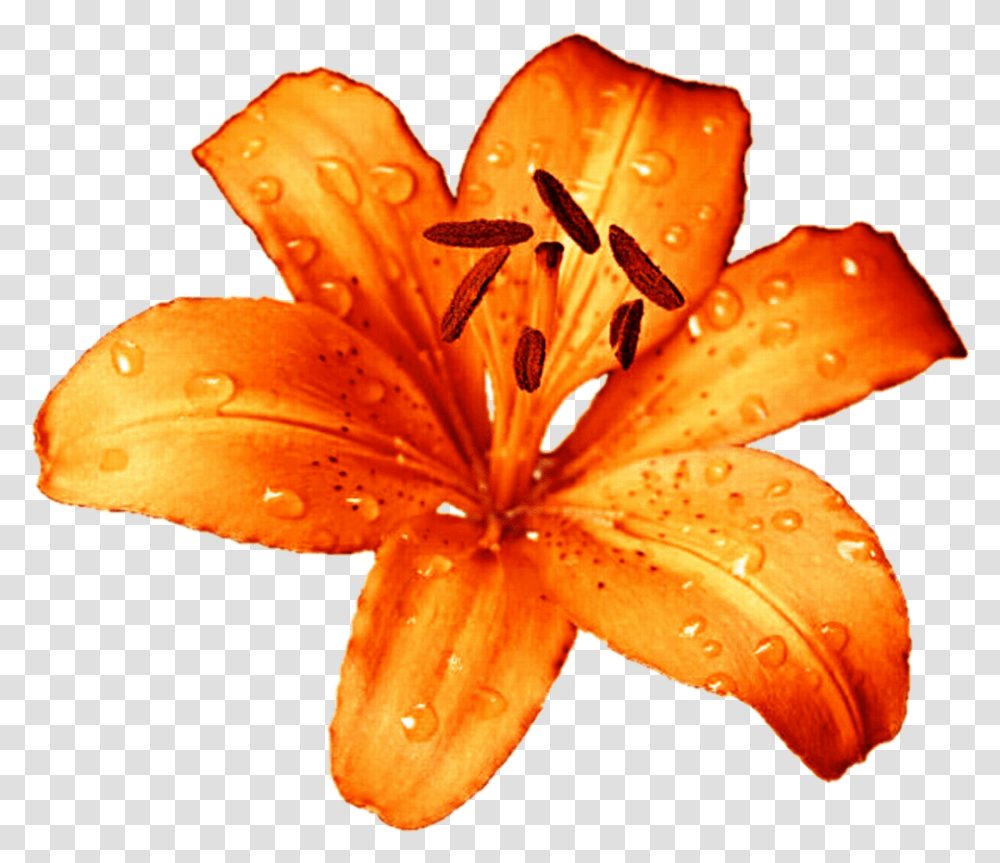 Tiger Lily Flower, Plant, Blossom, Fungus, Anther Transparent Png