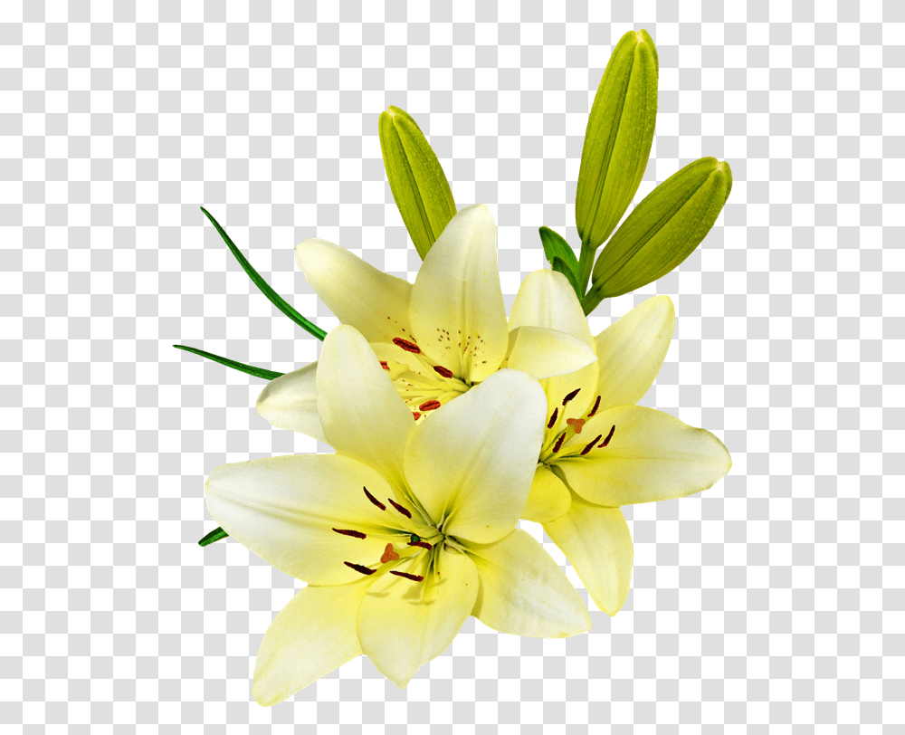 Tiger Lily Giglio Fiore Sfondo Bianco, Plant, Flower, Blossom, Pollen Transparent Png