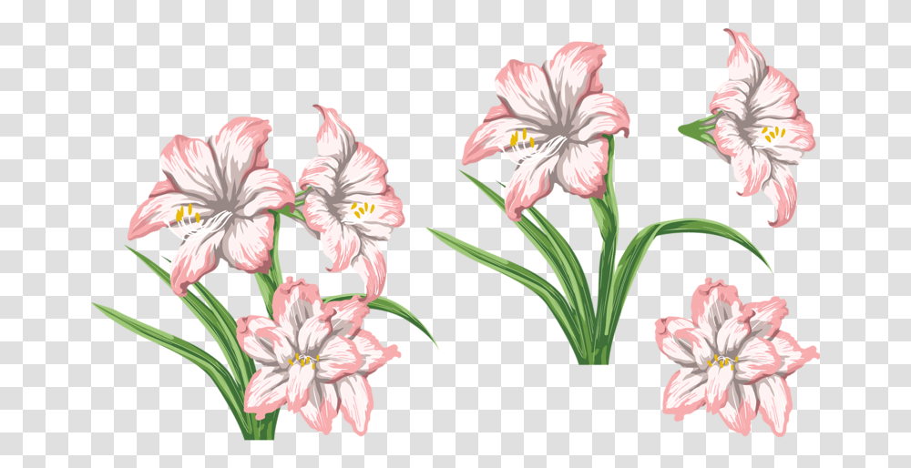 Tiger Lily Lilie Transparenter Hintergrund, Plant, Flower, Blossom, Amaryllis Transparent Png