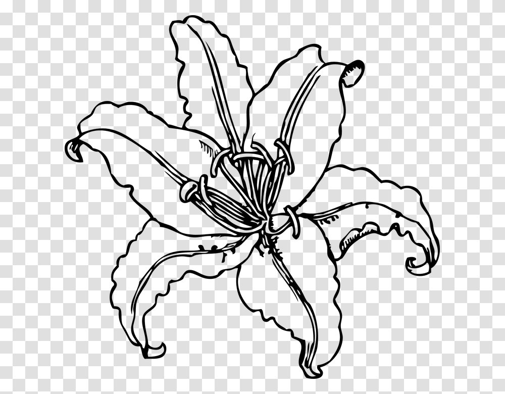 Tiger Lily Lily Flower Outline Black And White Lily Clip Art, Gray, World Of Warcraft Transparent Png