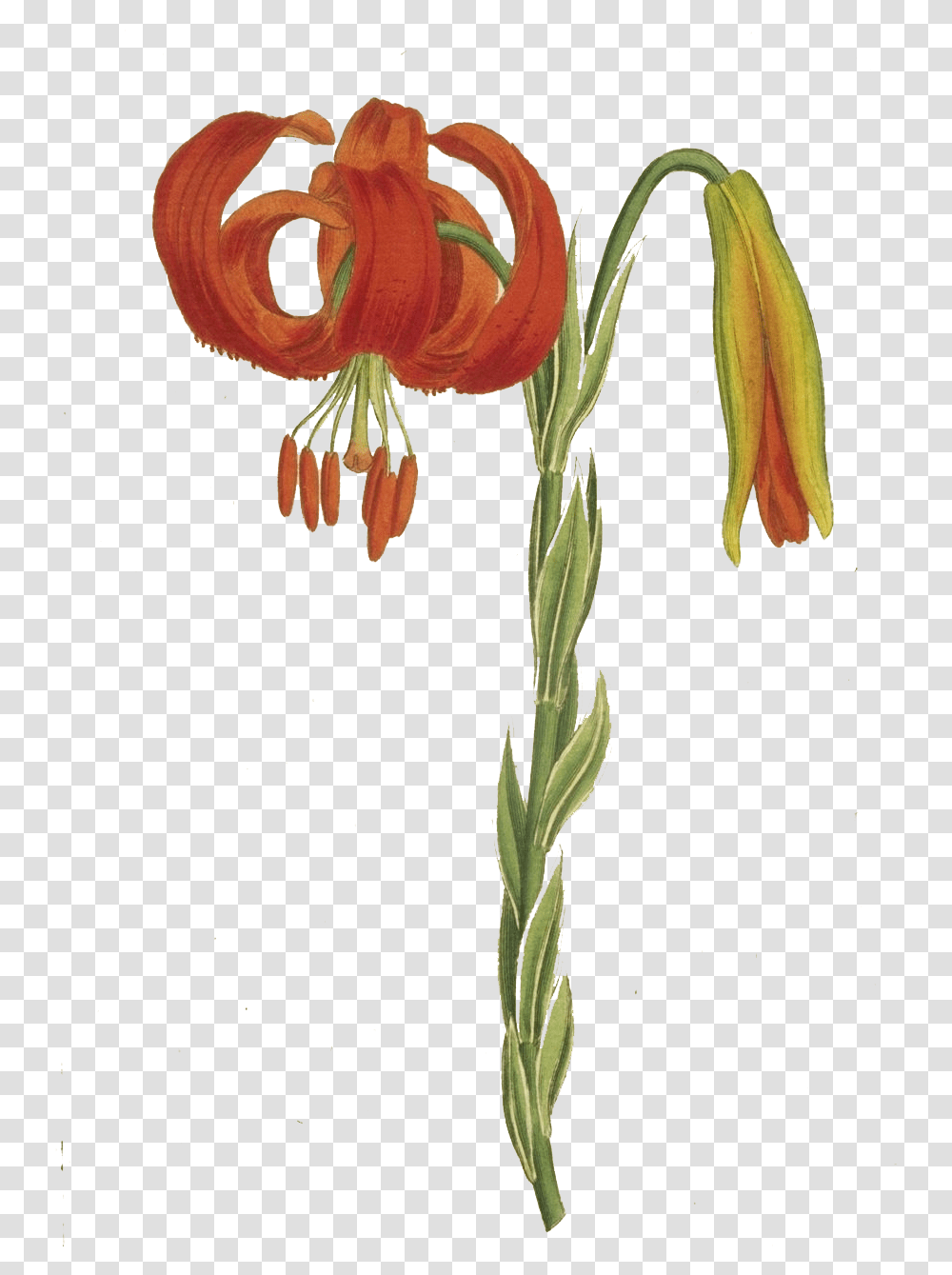 Tiger Lily, Plant, Flower, Blossom, Amaryllidaceae Transparent Png
