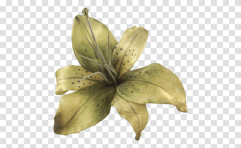 Tiger Lily, Plant, Flower, Blossom, Banana Transparent Png