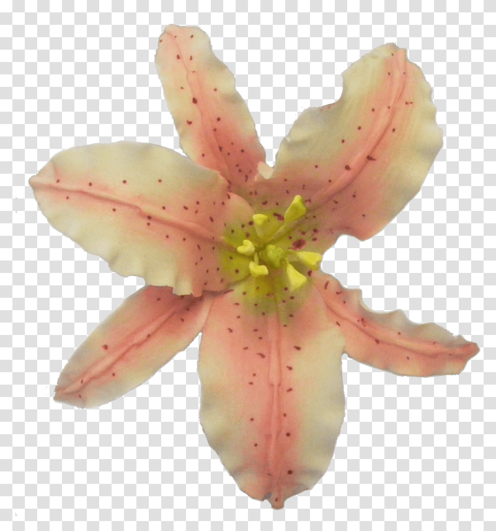 Tiger Lily, Plant, Flower, Blossom, Fungus Transparent Png