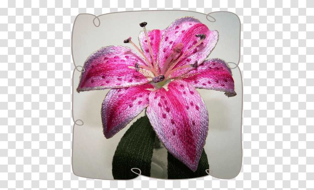 Tiger Lily, Plant, Flower, Blossom, Geranium Transparent Png
