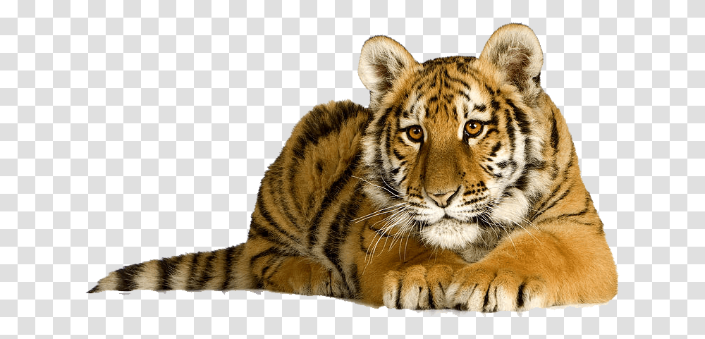 Tiger Photo Cute Tiger, Wildlife, Mammal, Animal, Panther Transparent Png