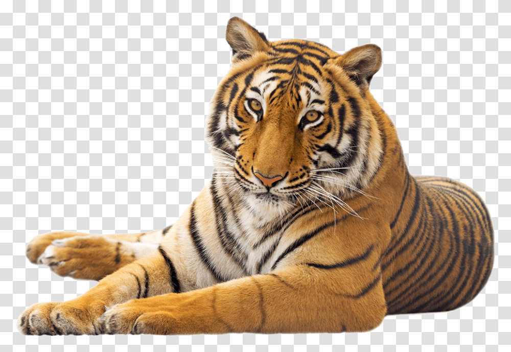 Tiger Photo White Background, Wildlife, Mammal, Animal, Outdoors Transparent Png