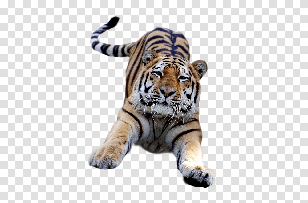 Tiger Pictures, Wildlife, Mammal, Animal Transparent Png