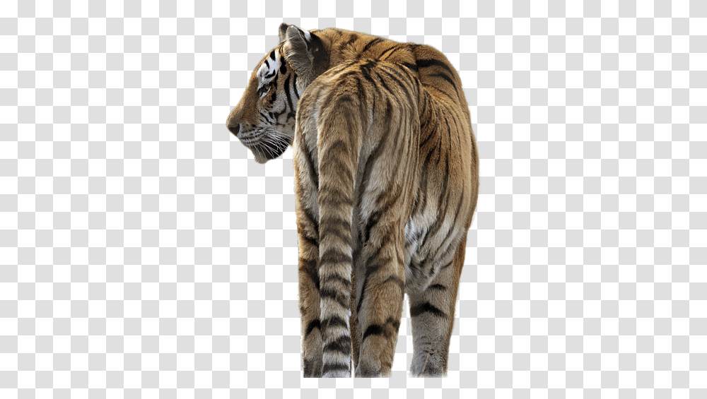 Tiger Playing Background, Wildlife, Mammal, Animal, Zebra Transparent Png