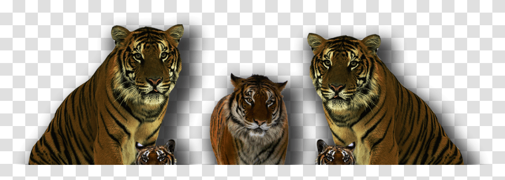 Tiger Pngpng, Wildlife, Mammal, Animal, Cat Transparent Png