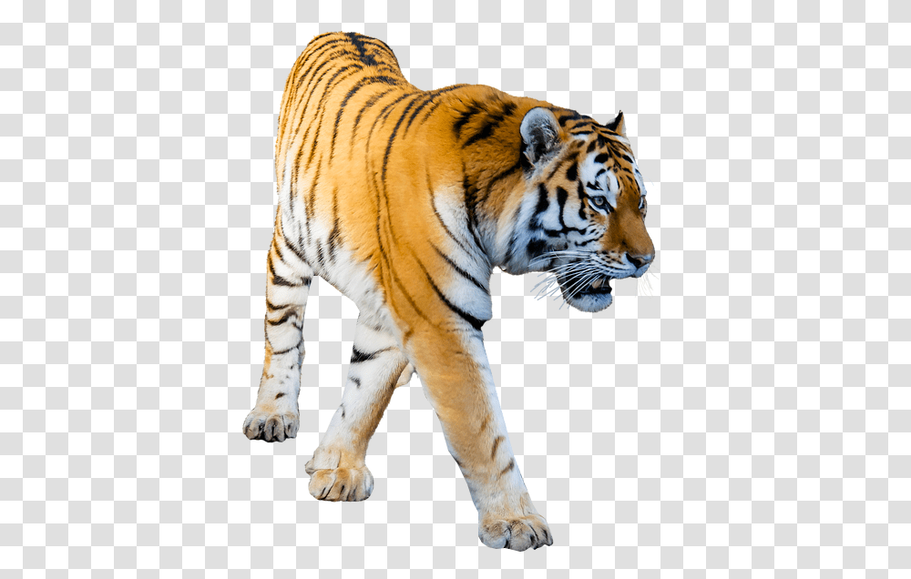 Tiger Prowling Background Image Format, Wildlife, Mammal, Animal Transparent Png