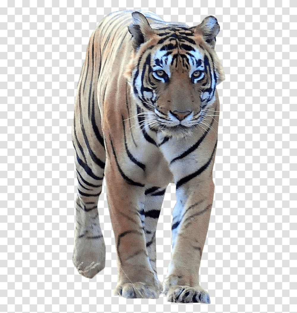 Tiger Ranthambore National Park, Wildlife, Mammal, Animal, Zebra Transparent Png