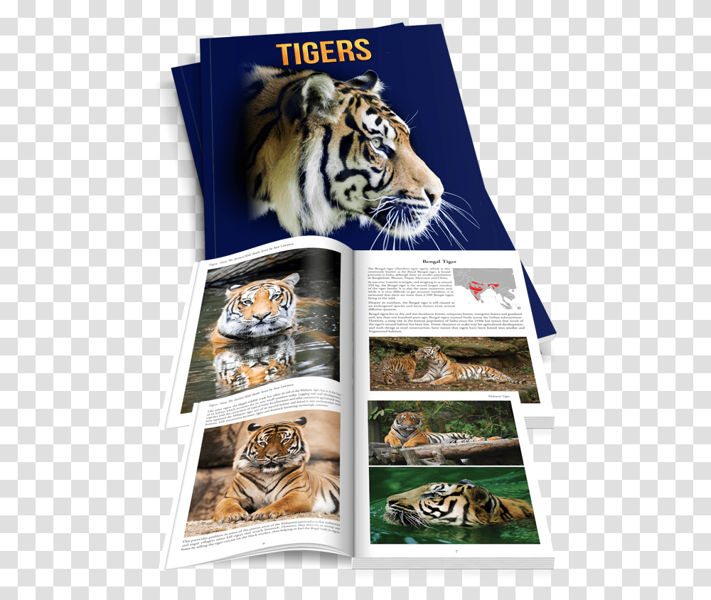Tiger Scratch Siberian Tiger, Wildlife, Mammal, Animal, Cat Transparent Png