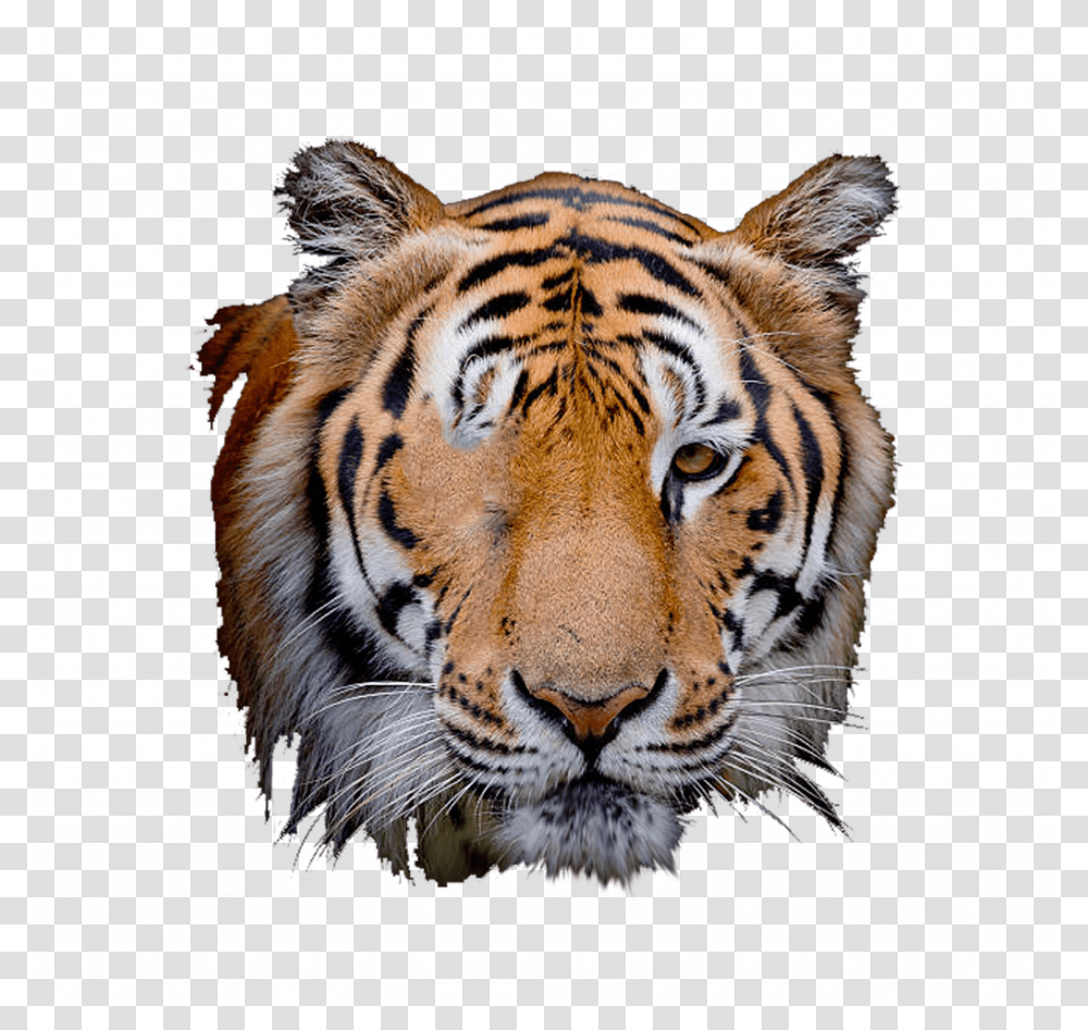 Tiger Scratch Tiger Face Editing, Wildlife, Mammal, Animal Transparent Png