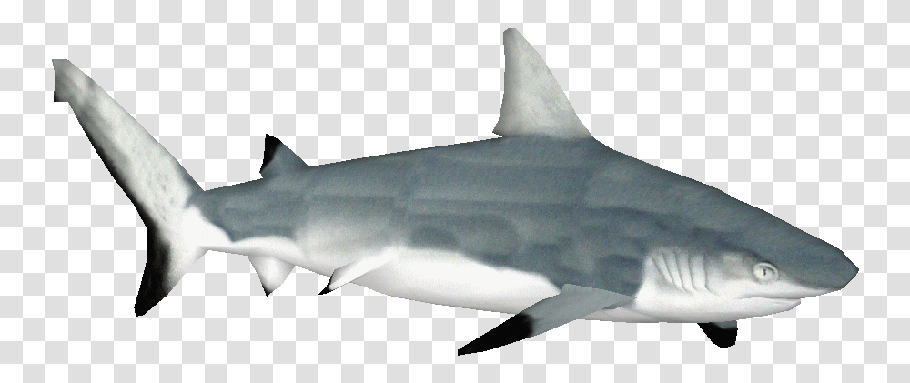 Tiger Shark Clipart Squaliformes, Sea Life, Fish, Animal, Great White Shark Transparent Png