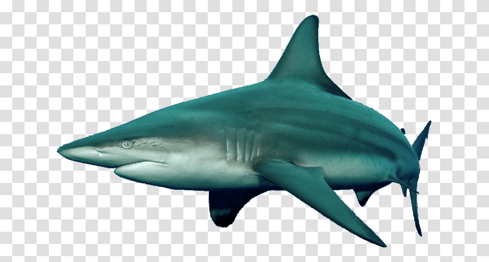 Tiger Shark Download Reef Shark Dnd, Sea Life, Fish, Animal, Great White Shark Transparent Png