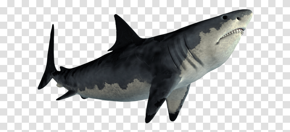 Tiger Shark Great White Shark Shark Jaws Shark, Sea Life, Animal, Fish Transparent Png