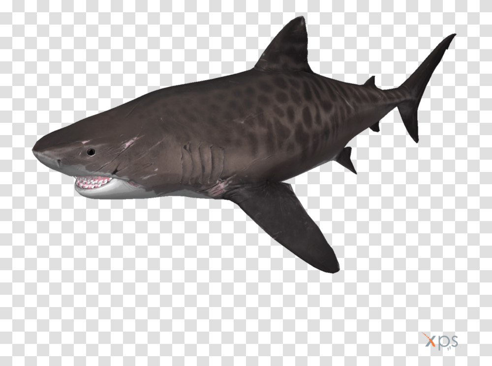 Tiger Shark No Background, Sea Life, Fish, Animal, Great White Shark Transparent Png