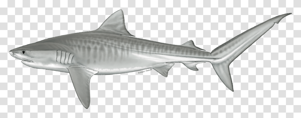 Tiger Shark Profile, Sea Life, Fish, Animal, Great White Shark Transparent Png