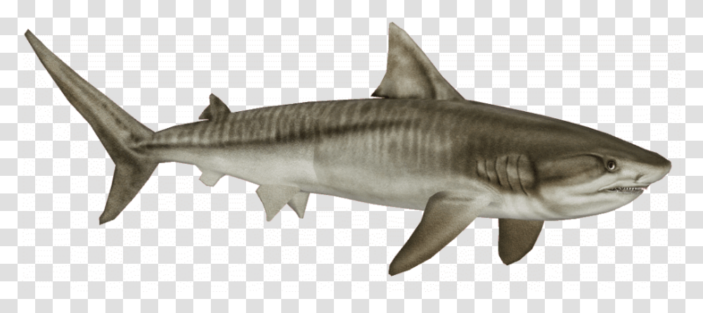 Tiger Shark, Sea Life, Fish, Animal, Great White Shark Transparent Png