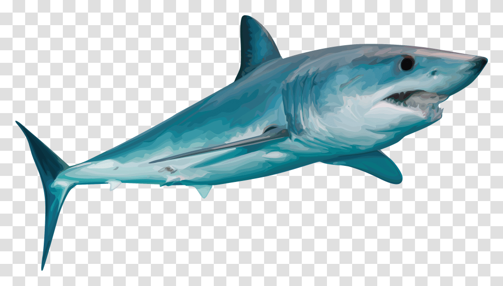 Tiger Shark, Sea Life, Fish, Animal, Great White Shark Transparent Png