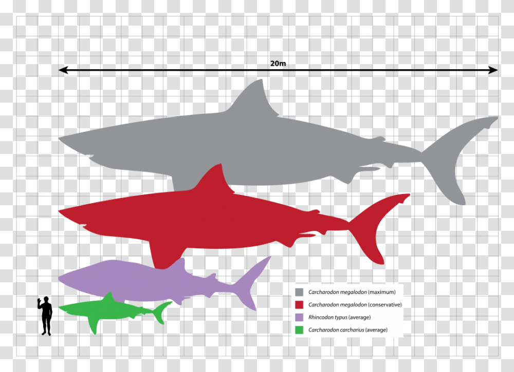 Tiger Shark Size Comparison, Sea Life, Fish, Animal, Great White Shark Transparent Png