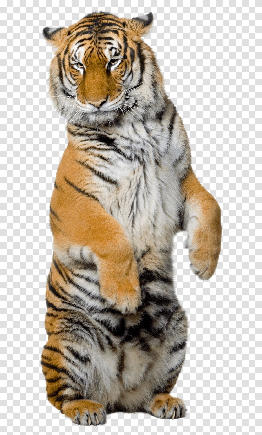 Tiger Standing Up, Wildlife, Mammal, Animal, Pet Transparent Png