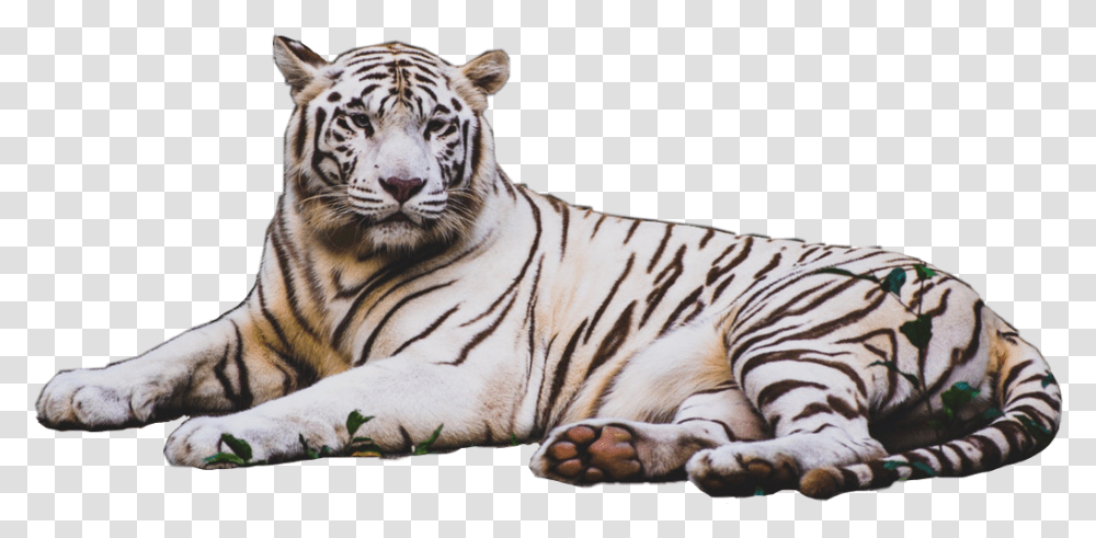 Tiger Stripes Animal Tiger Cat Feline White 4k Wallpaper White Tiger, Wildlife, Mammal Transparent Png