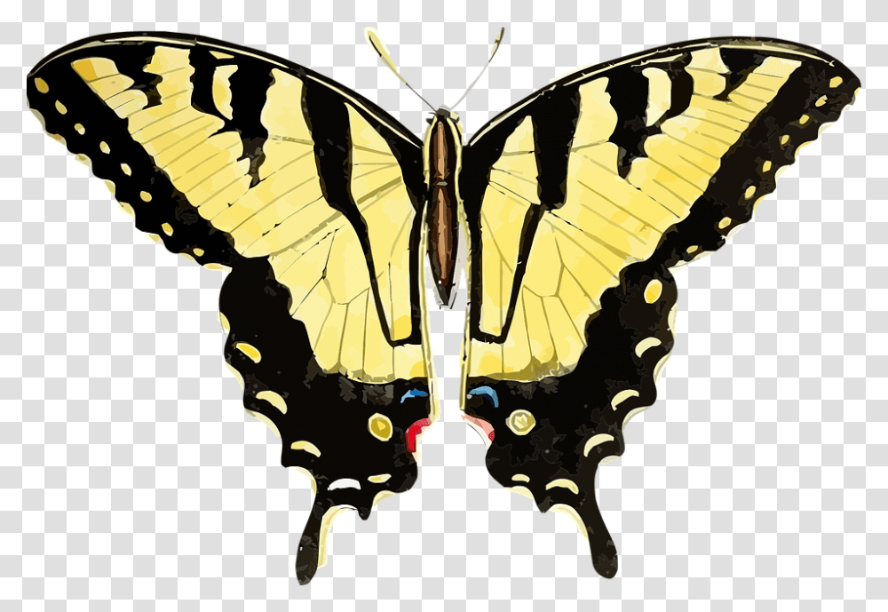 Tiger Swallowtail Butterfly, Insect, Invertebrate, Animal, Monarch Transparent Png