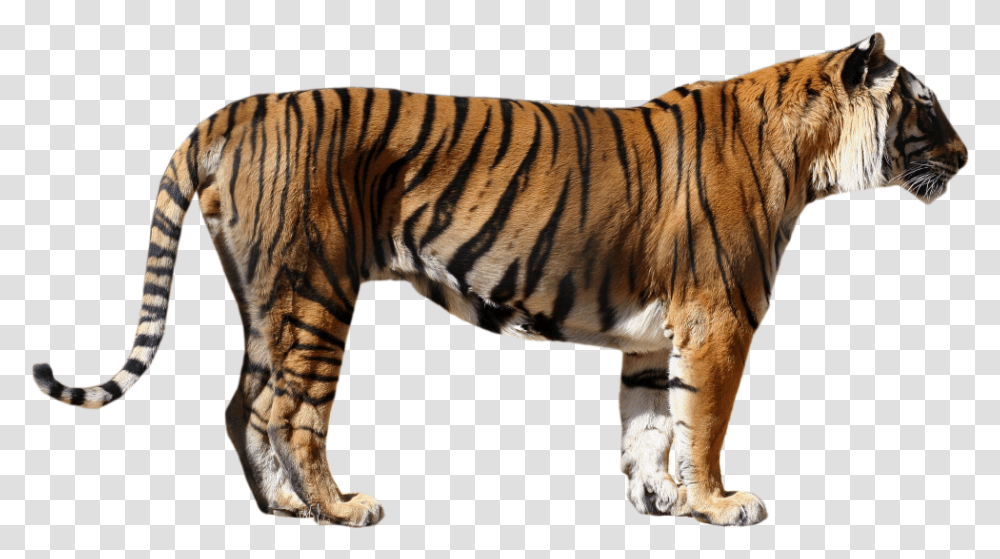 Tiger Tiger Front And Side View, Wildlife, Mammal, Animal, Zebra Transparent Png