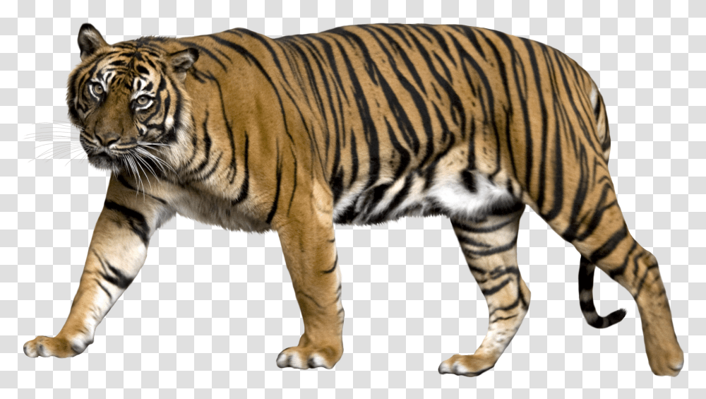 Tiger Tiger With No Background Transparent Png
