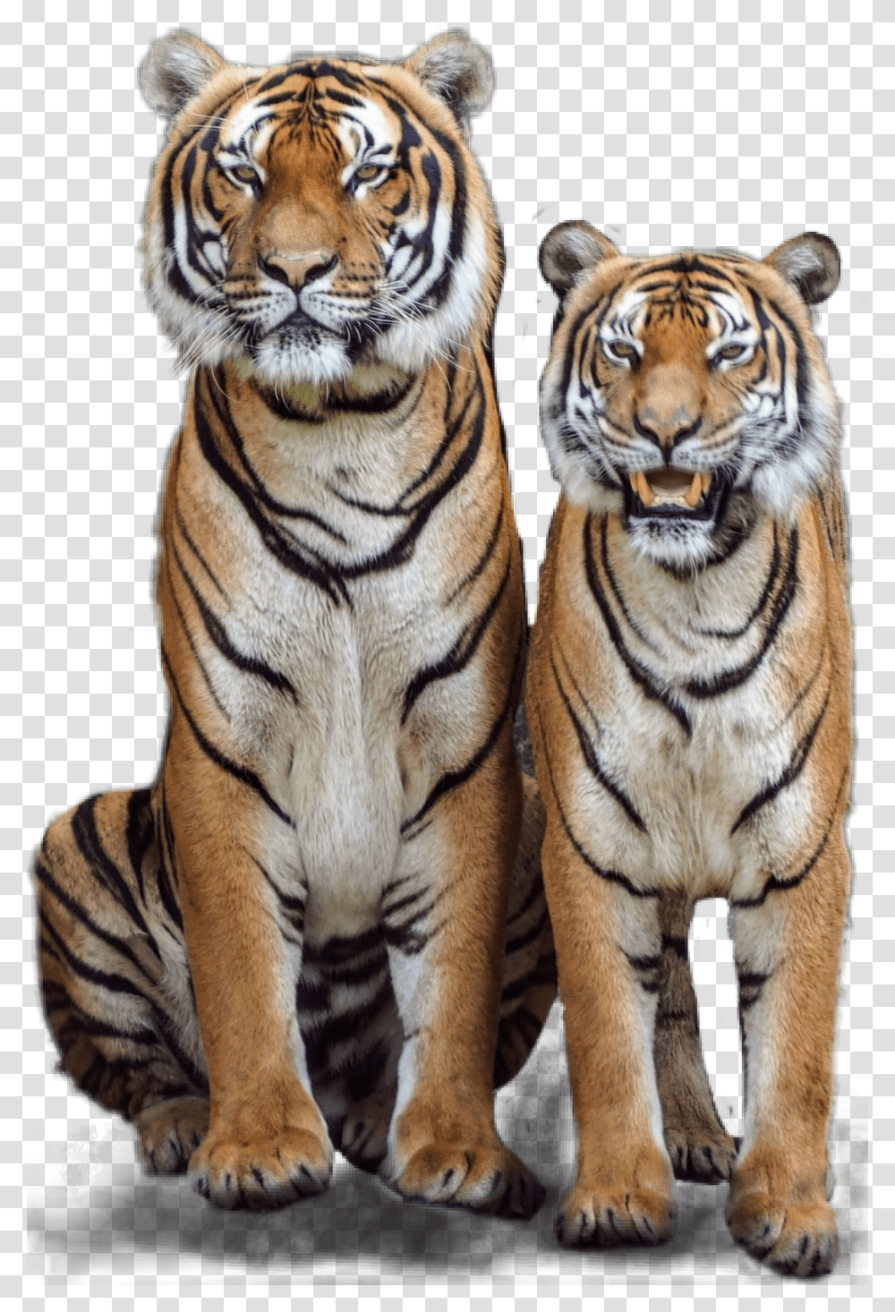 Tiger Tigers Couple Jungle Jhyuri Male Tiger Female Tiger, Wildlife, Mammal Transparent Png