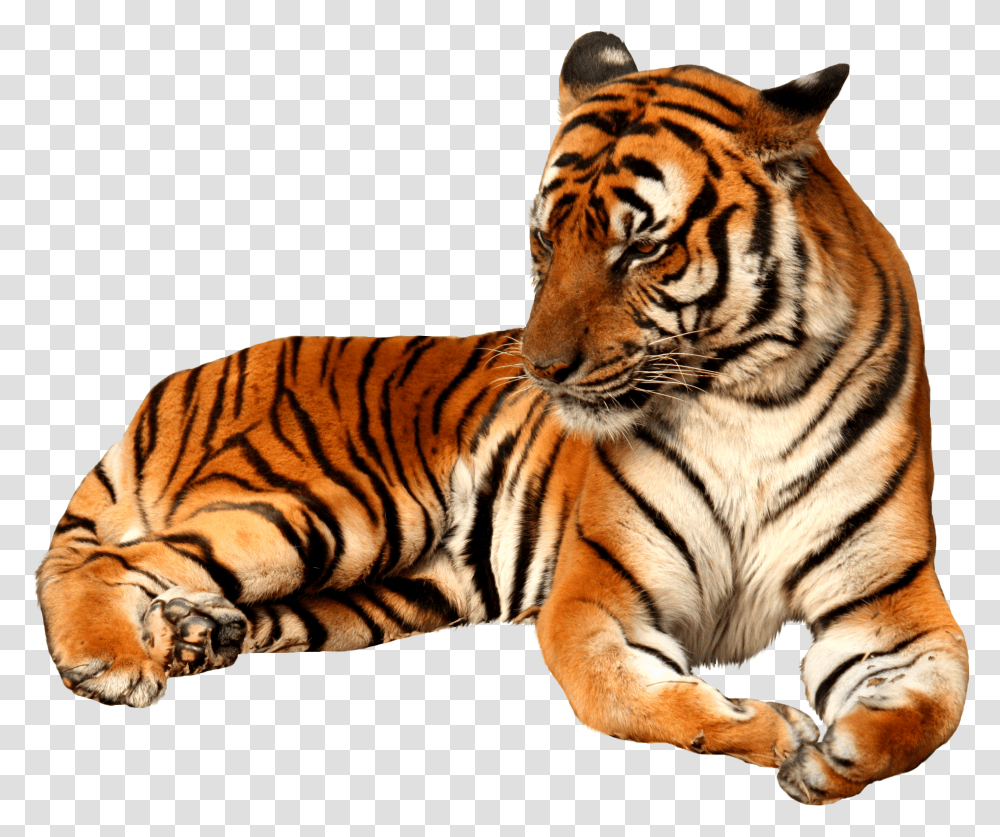 Tiger Transparent Png