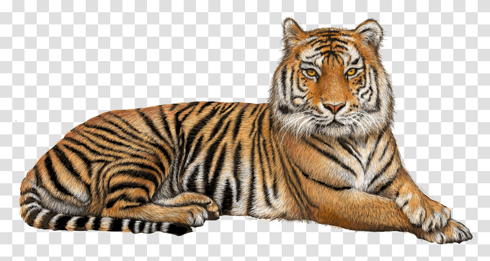 Tiger Transparent Png