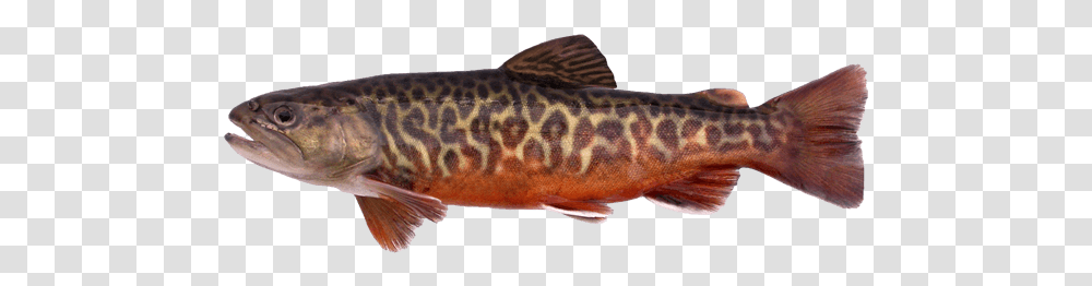 Tiger Trout Tiger Trout Ct, Fish, Animal, Eel, Coho Transparent Png