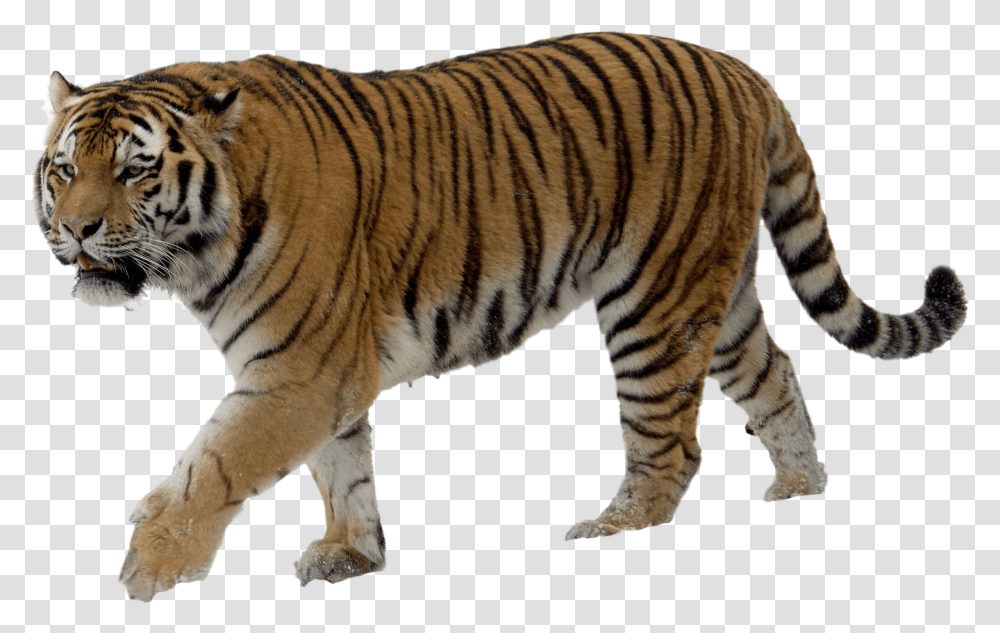 Tiger Video, Wildlife, Mammal, Animal Transparent Png