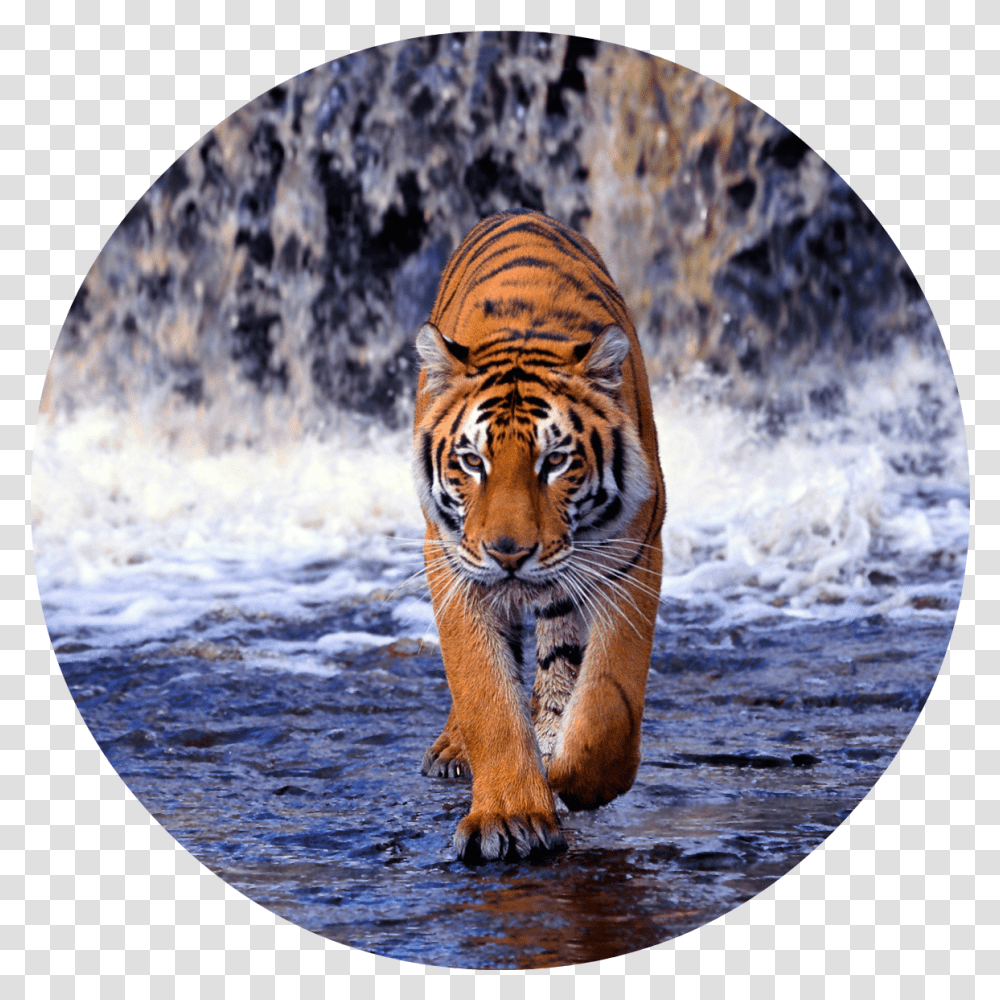 Tiger Walking Images Hd Tiger Walking Images Hd, Wildlife, Mammal, Animal, Fisheye Transparent Png