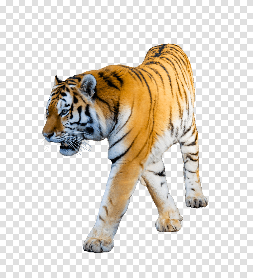 Tiger White Background Images All White Background, Wildlife, Mammal, Animal Transparent Png