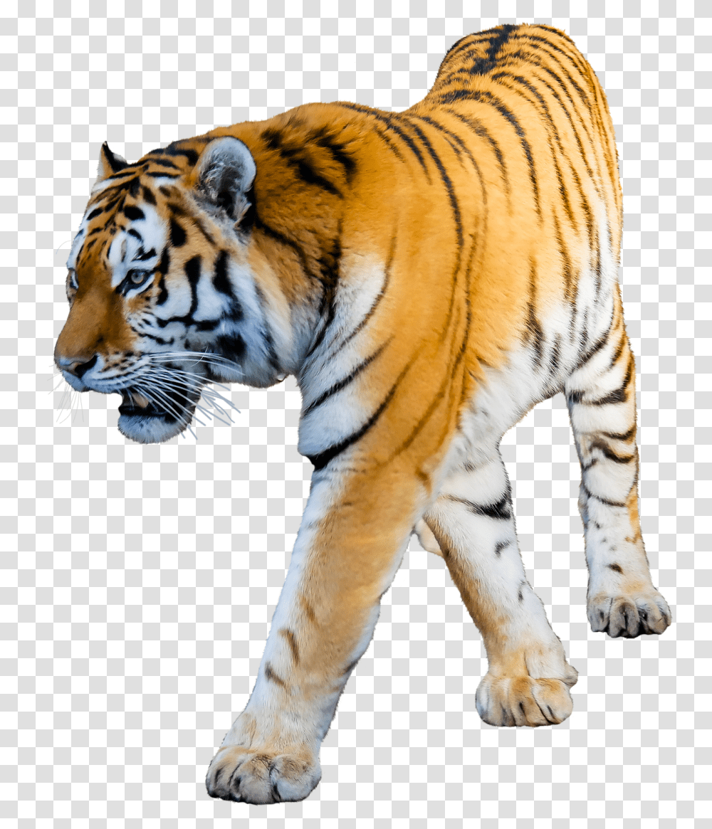 Tiger White Background Tiger No Background, Wildlife, Mammal Transparent Png