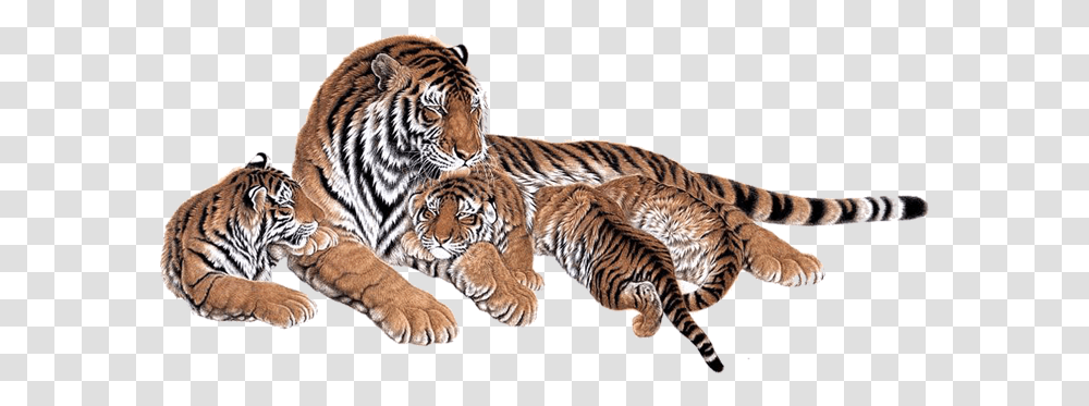 Tiger, Wildlife, Mammal, Animal Transparent Png
