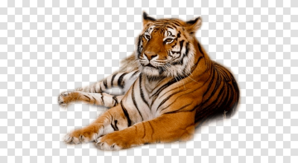 Tiger, Wildlife, Mammal, Animal Transparent Png