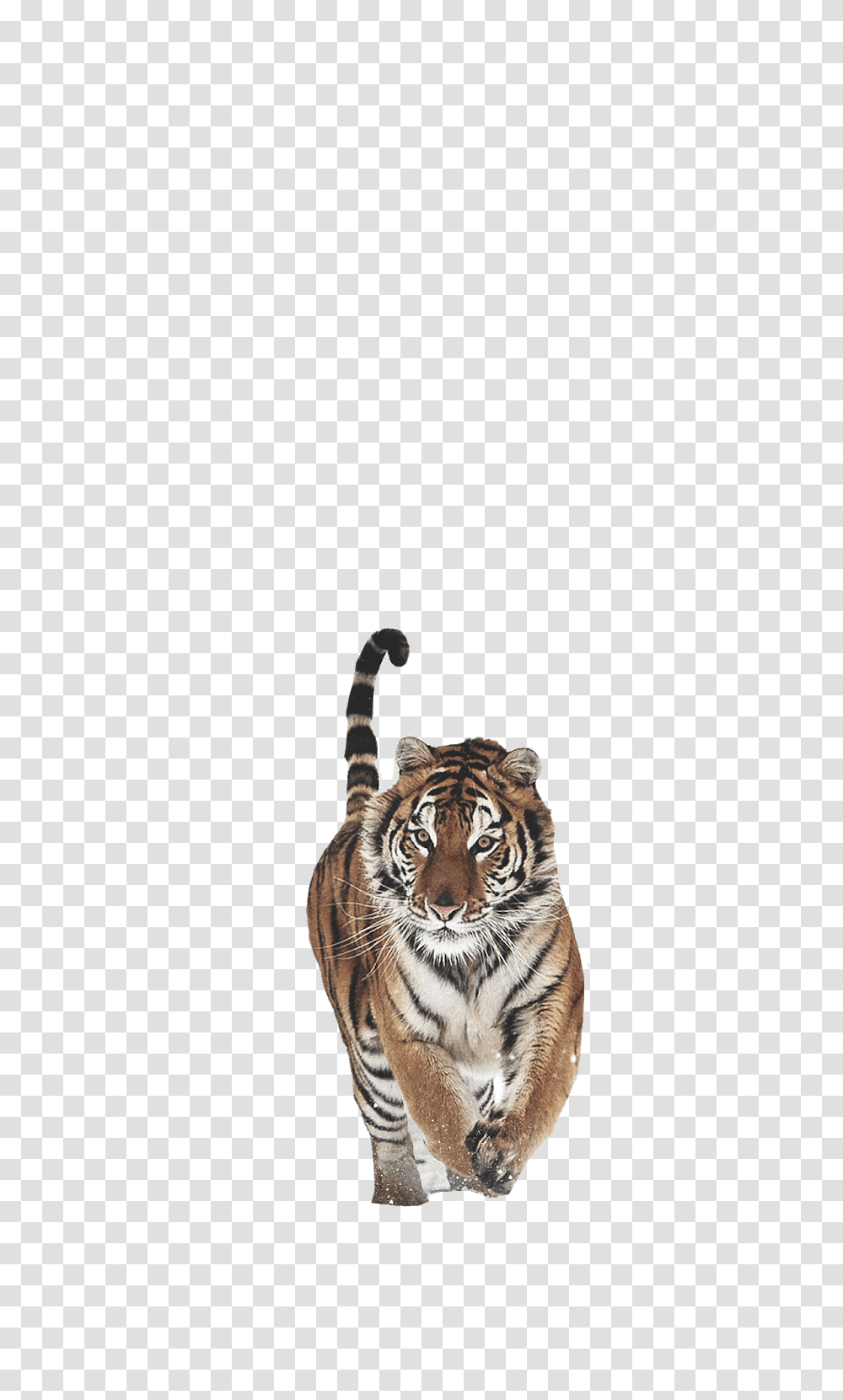 Tiger, Wildlife, Mammal, Animal Transparent Png