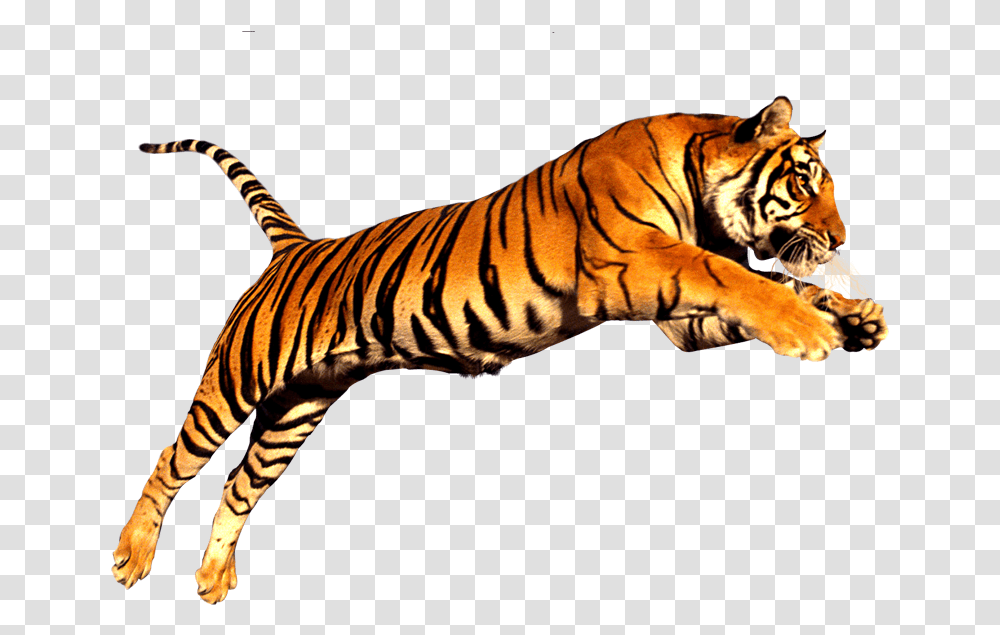 Tiger, Wildlife, Mammal, Animal, Zebra Transparent Png