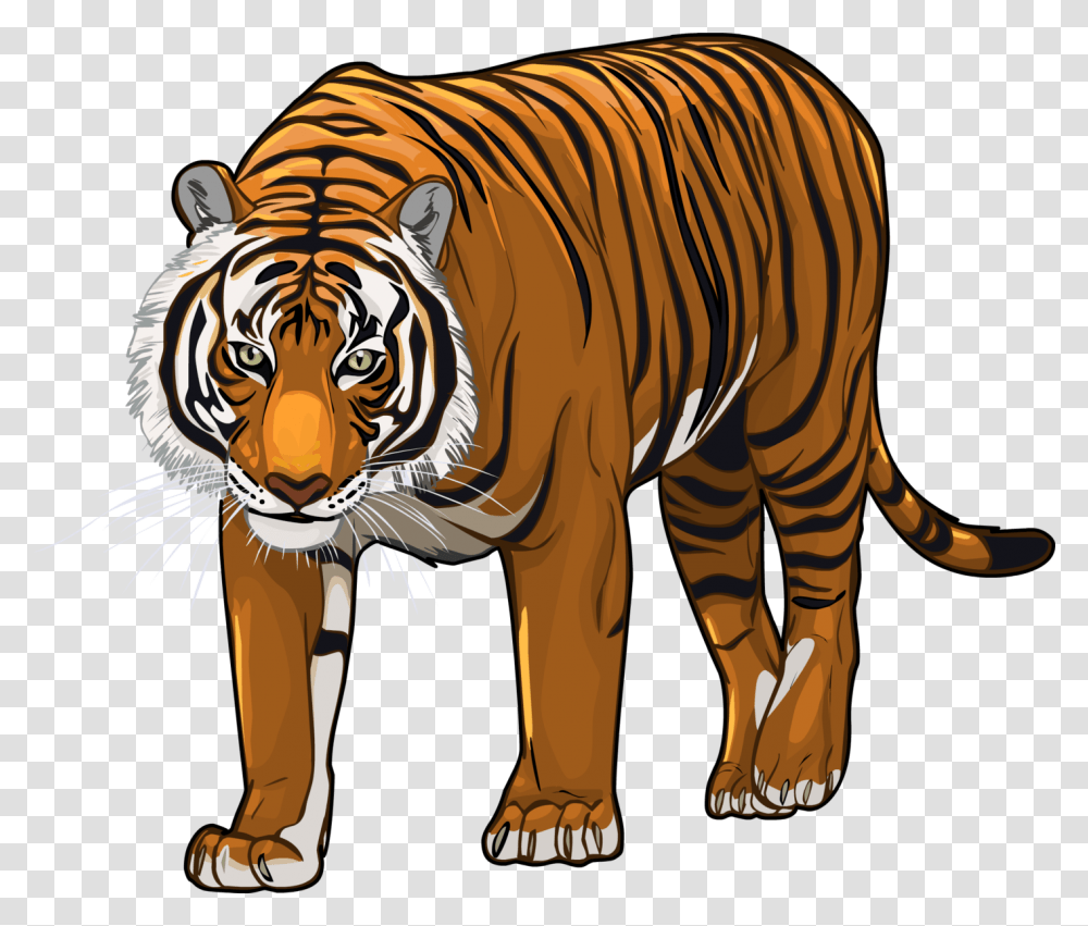 Tiger, Zebra, Wildlife, Mammal, Animal Transparent Png