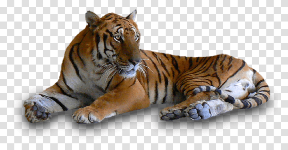 Tigers Tigers In Black And White, Wildlife, Mammal, Animal Transparent Png