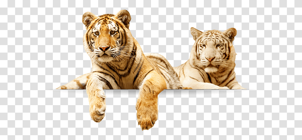Tigers Tigers, Wildlife, Mammal, Animal Transparent Png