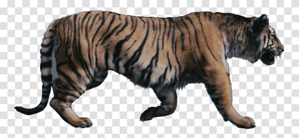 Tigers Were Talking Beasts In Narnia Chronicles Of Narnia Tiger, Wildlife, Mammal, Animal Transparent Png