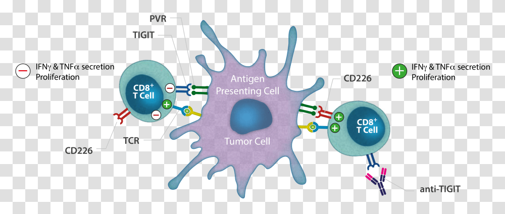 Tigit Antagonist Monoclonal Antibody Tigit And T Cells, Machine, Gear, Spoke, Sphere Transparent Png